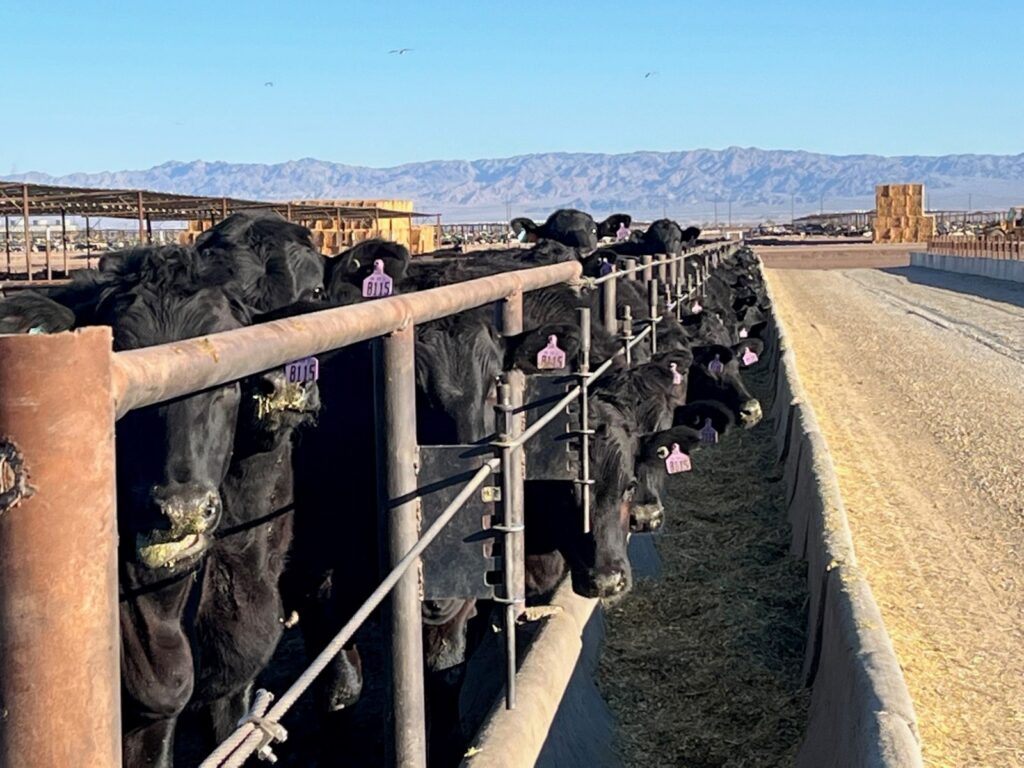 Βοοειδή Black Angus στην Imperial Valley