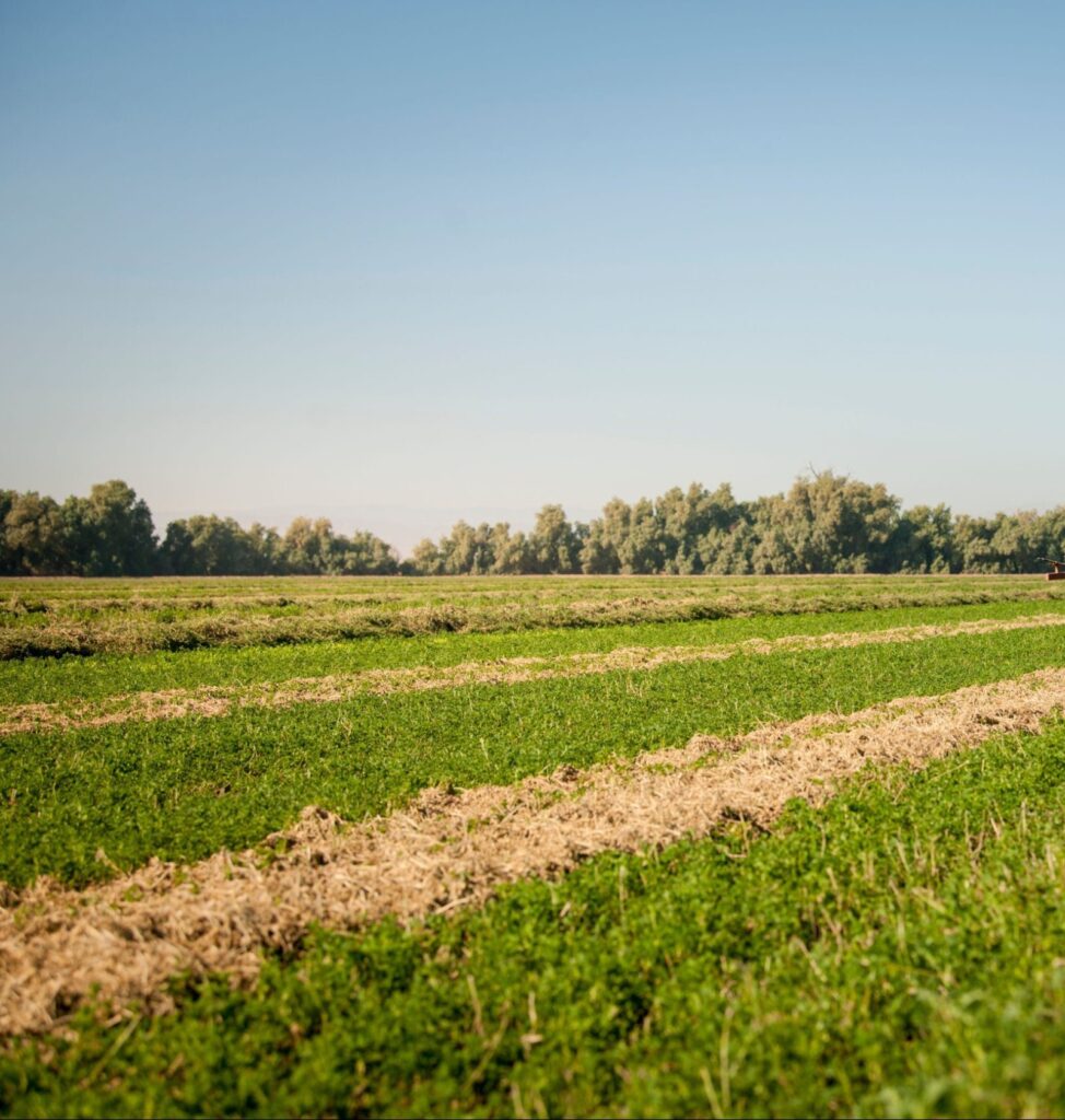 Καλλιέργειες στην Imperial Valley της Καλιφόρνιας